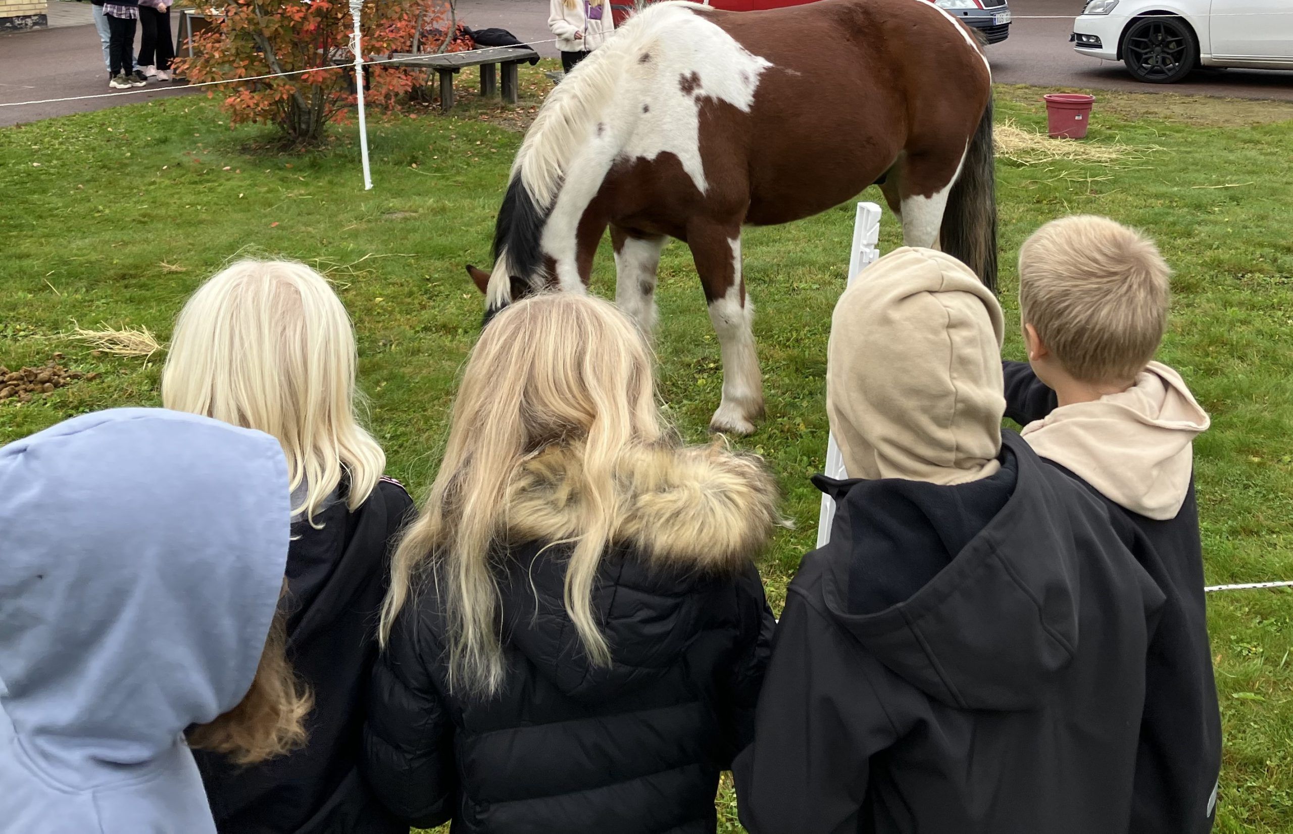 Fem barn står med ryggen mot bilden och tittar på en häst.